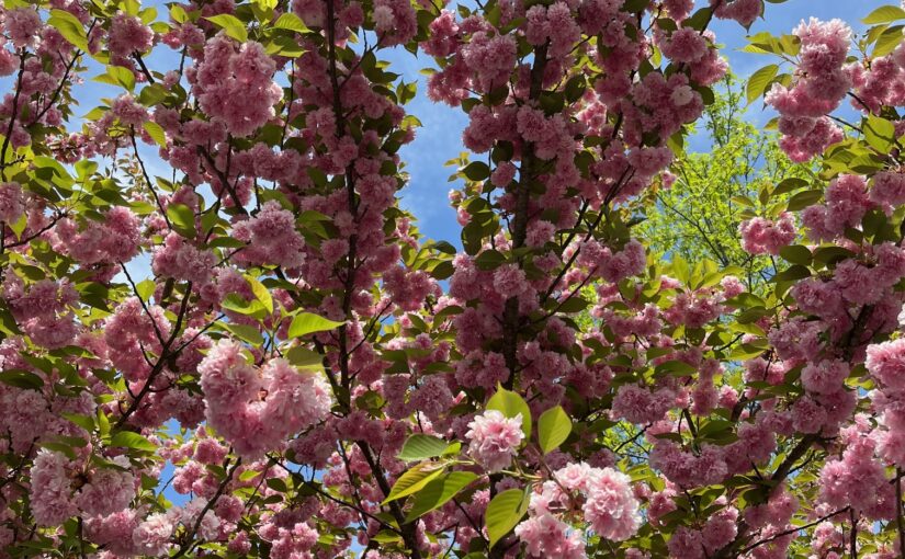 Cherry Trees